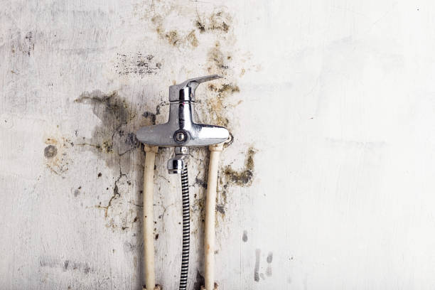 Best Residential Mold Remediation in Stanton, TX