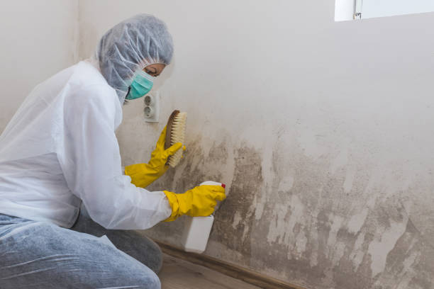 Reliable Stanton, TX Mold Remediation Solutions