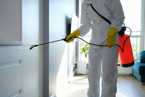 Best White Mold Remediation in Stanton, TX