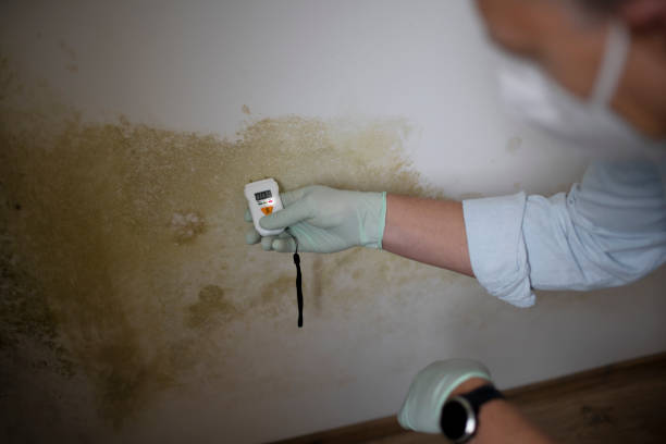 Best Post-Flood Mold Remediation in Stanton, TX