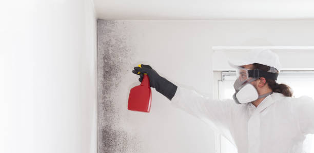 Best DIY Mold Remediation Support Services in Stanton, TX