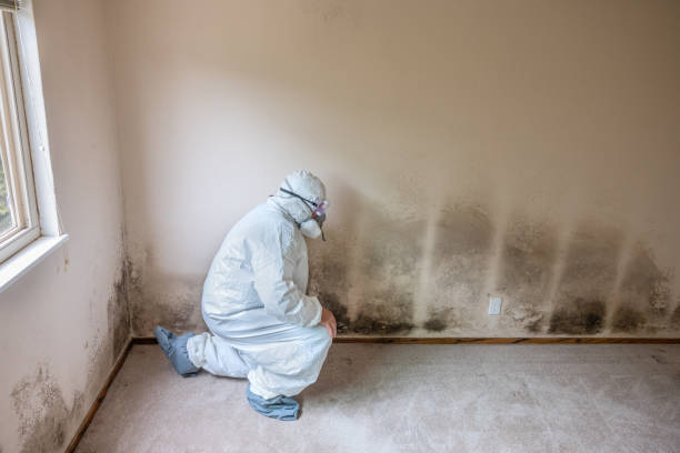 Best Emergency Mold Remediation in Stanton, TX