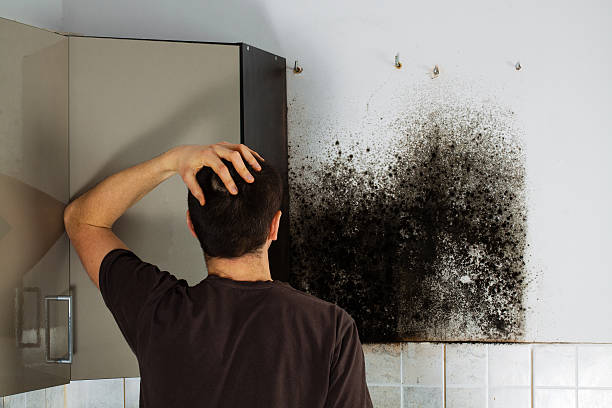 Best HVAC Mold Remediation in Stanton, TX