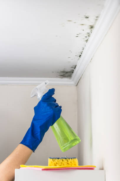 Best Attic Mold Remediation in Stanton, TX