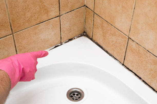 Best Commercial Mold Remediation in Stanton, TX