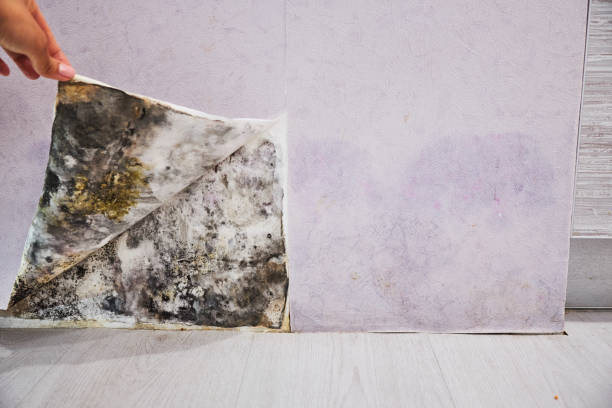 Best Basement Mold Remediation in Stanton, TX